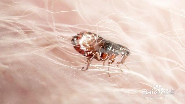 身上有跳蚤怎么彻底清除