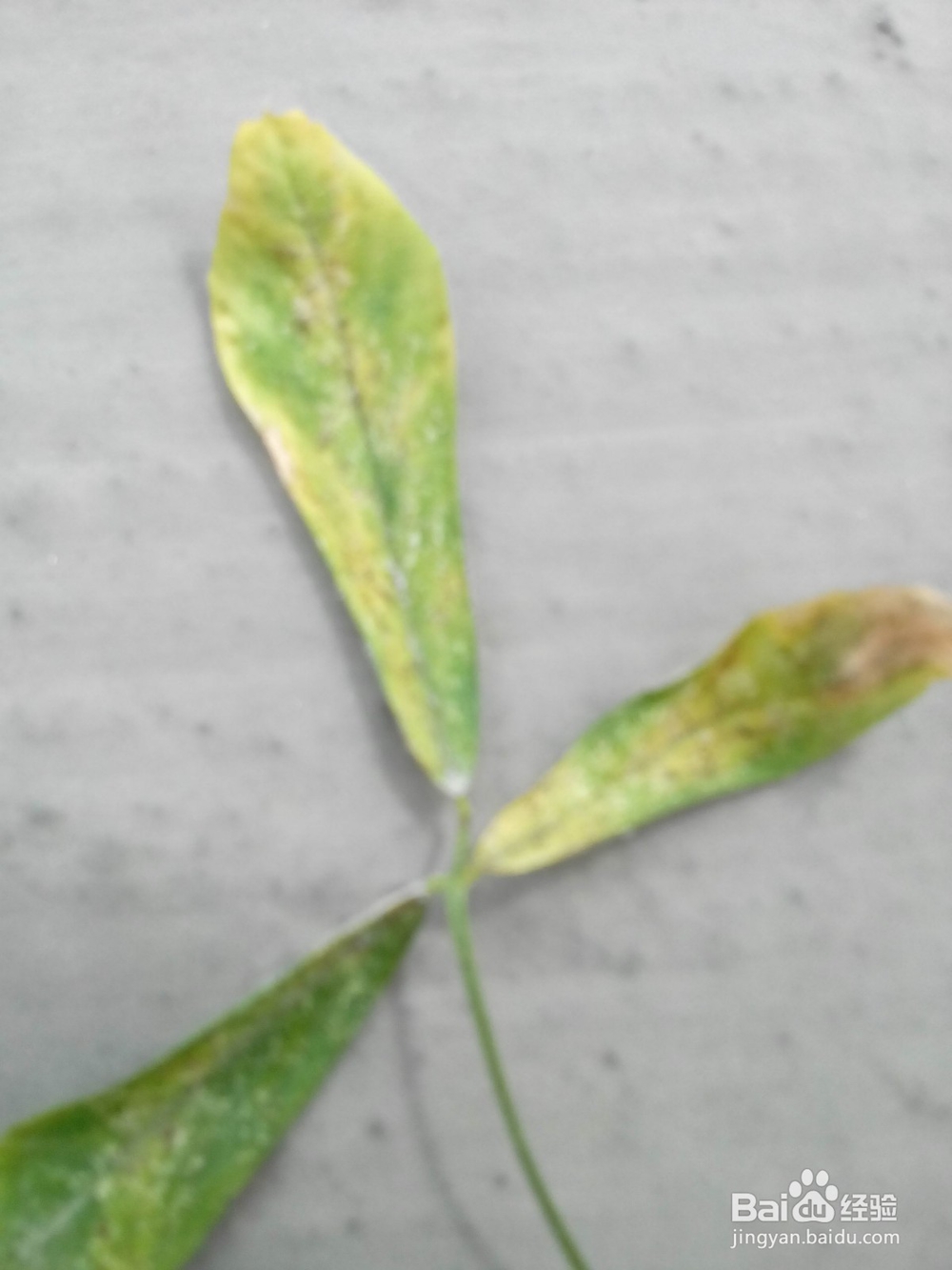 怎样撰写温室病虫害报告?