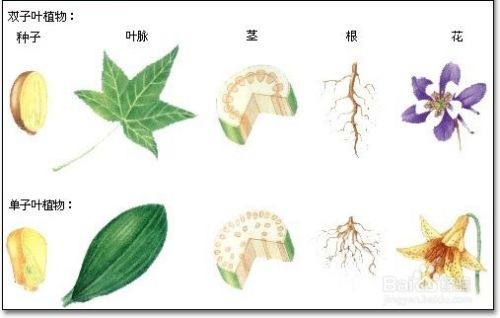 单子叶和双子叶的区别是什么 百度经验