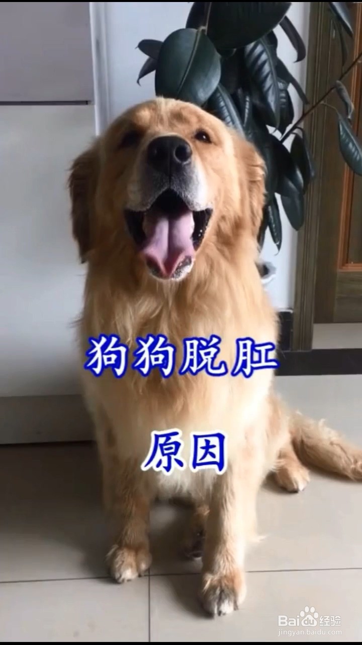 狗狗脱肛症状图片