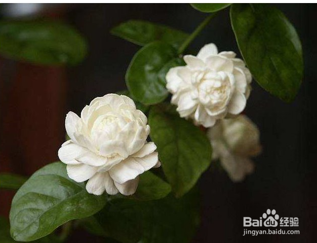 养护茉莉花需要注意哪些方面