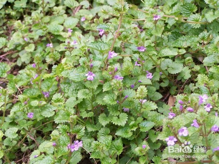 连钱草的栽培技术