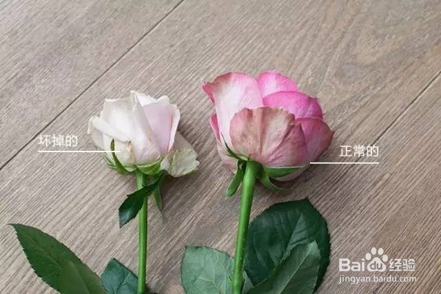 如何挑选玫瑰花？