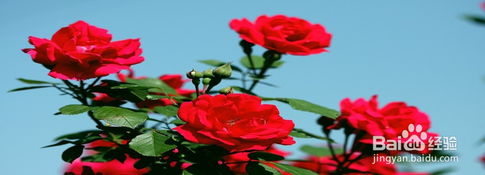 月季花怎样插枝容易活