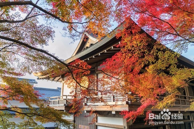 相约红叶季,畅游大阪京都