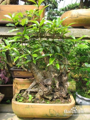 盆栽桂花不开花要采取什么对策