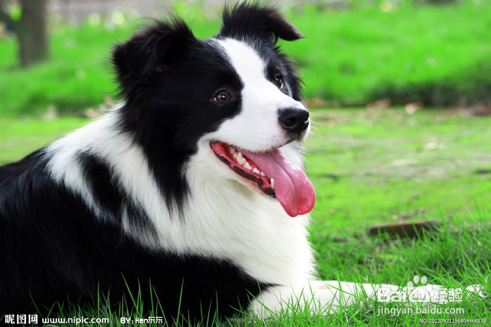 边境牧羊犬好养吗牧羊犬换毛怎么处理