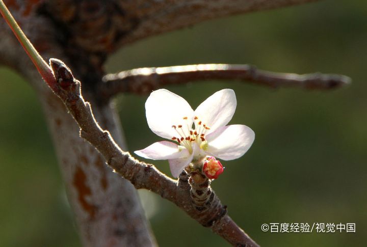 苹果树秋天开花怎么回事