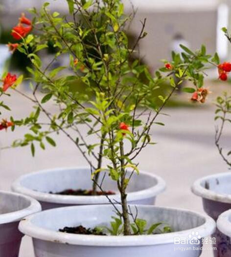 月季石榴盆栽制作方法