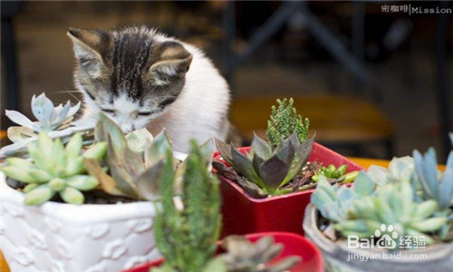 如何避免家里的猫咪咬伤多肉植物盆栽 百度经验