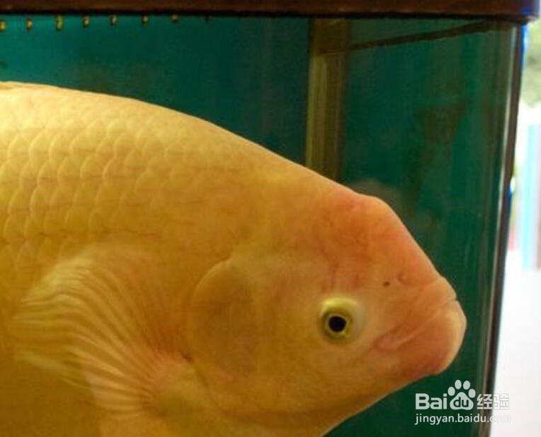 招财鱼咬鱼怎么办