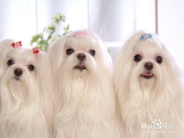 如何挑选优质小马尔济斯犬