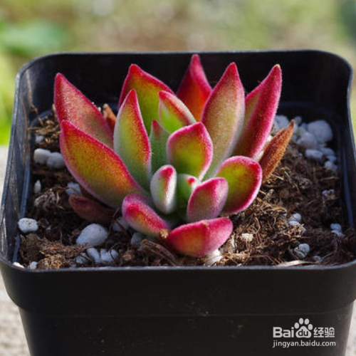 锦晃星叶子发黄、软怎么办?