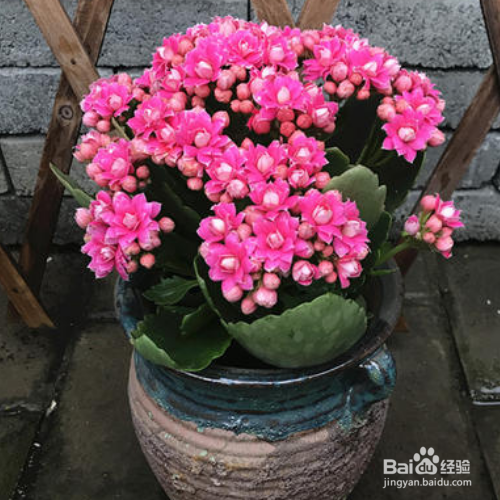 长寿花的花蕾凋谢怎么办