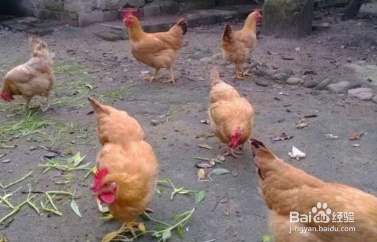 蛋鸡怎样高产