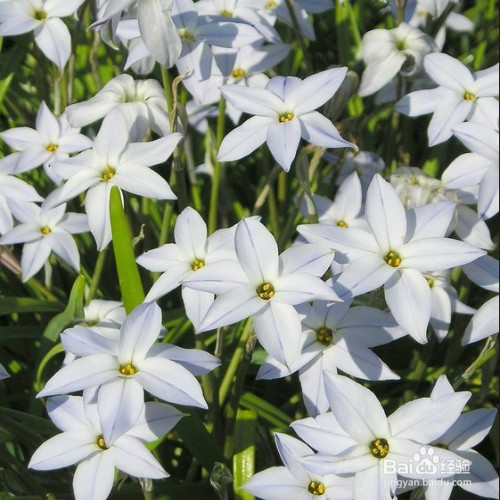 花韭怎么养殖