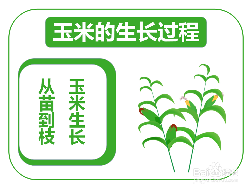 玉米的生长过程手抄报