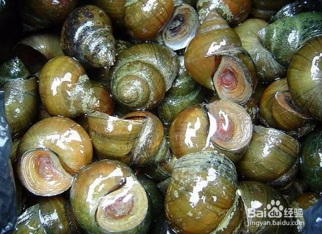 常见同吃容易引起中毒的食物