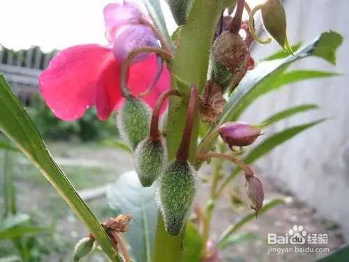 可以自生自长的花，种子掉土里就活