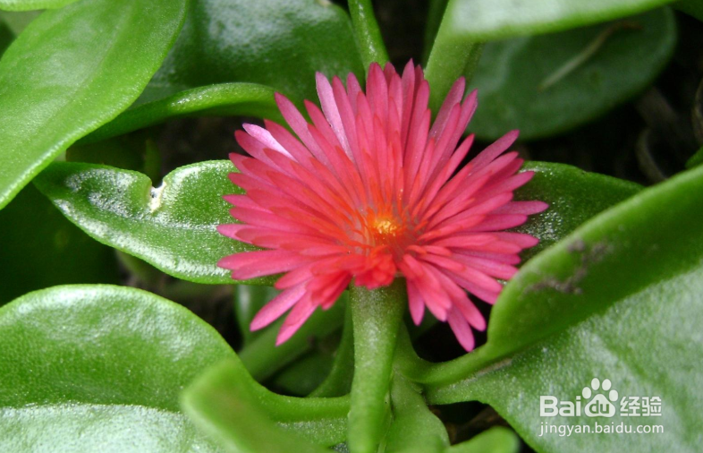 心叶日中花怎么扦插