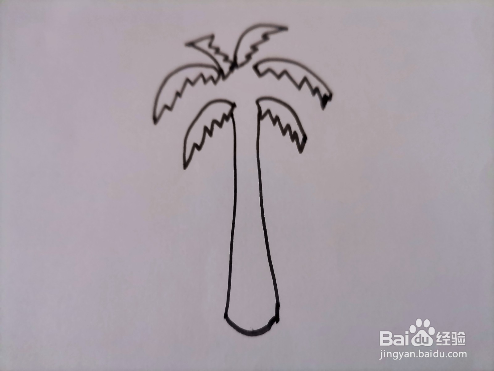 儿童简笔画 一棵椰树