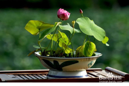 碗莲怎么养才能开花