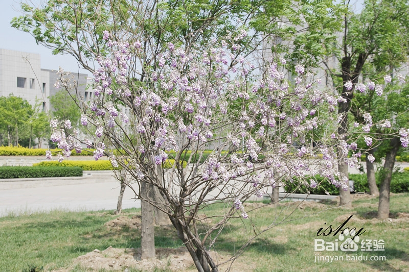 天津城建大学春季景色怎么样