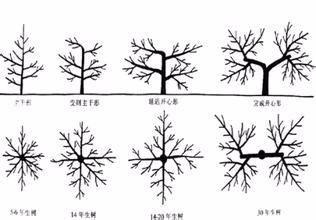 果树如何修剪