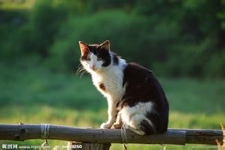 怎样让小猫抓老鼠