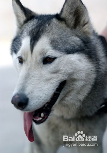 哈士奇犬好养吗