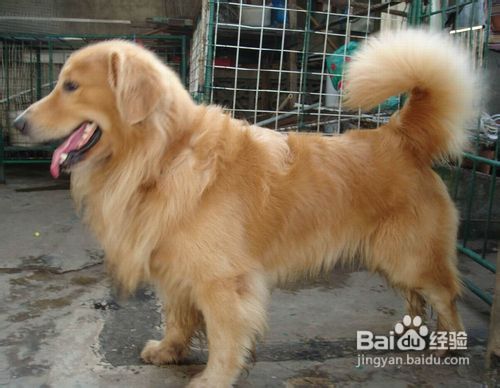 金毛犬恐惧心理是怎么训练消除的