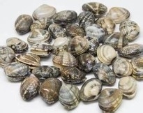 蛤蜊汤的做法推荐