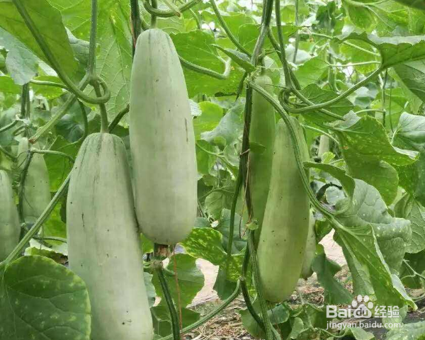 羊角蜜怎么种植
