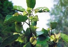 怎样栽种华盖木树?