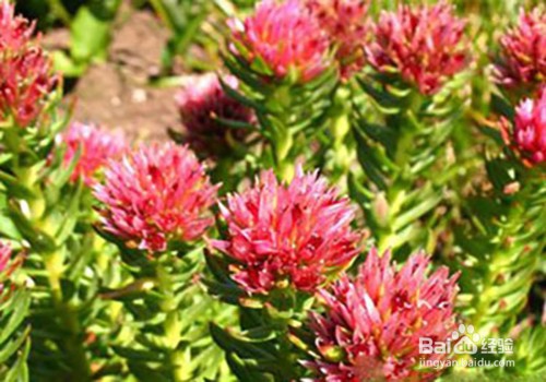 红景天的功效与作用