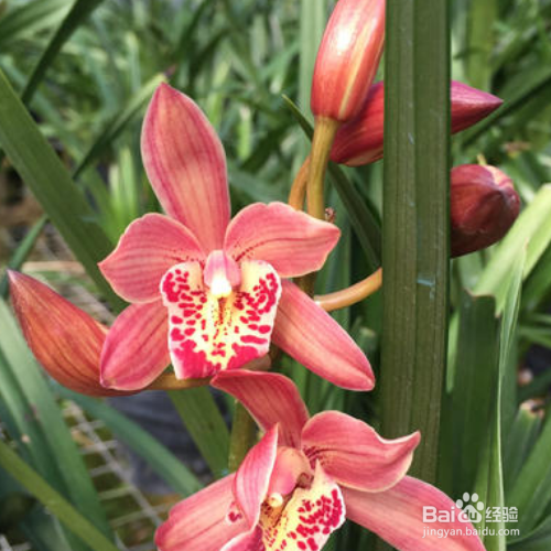 卡图红剑的养殖方法和注意事项