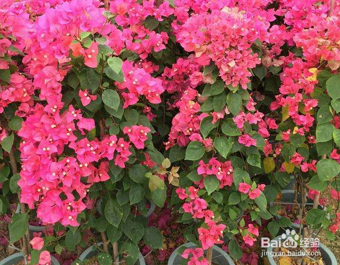 三角梅的寿命是多少年？