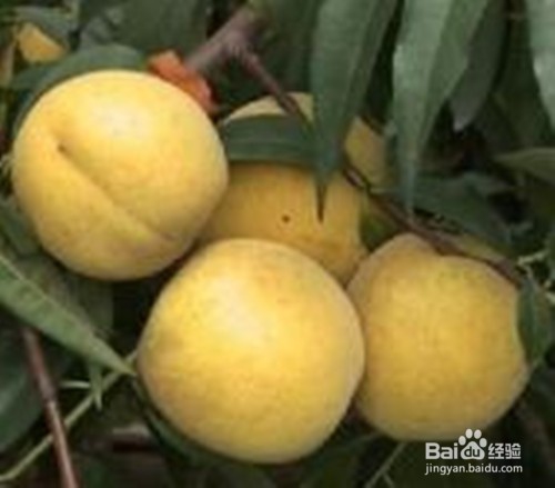 怎么样自制黄桃罐头