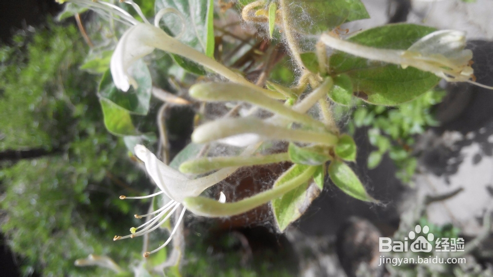 初夏花儿香---花卉养殖心得