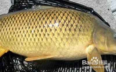 啤酒鱼怎么做？