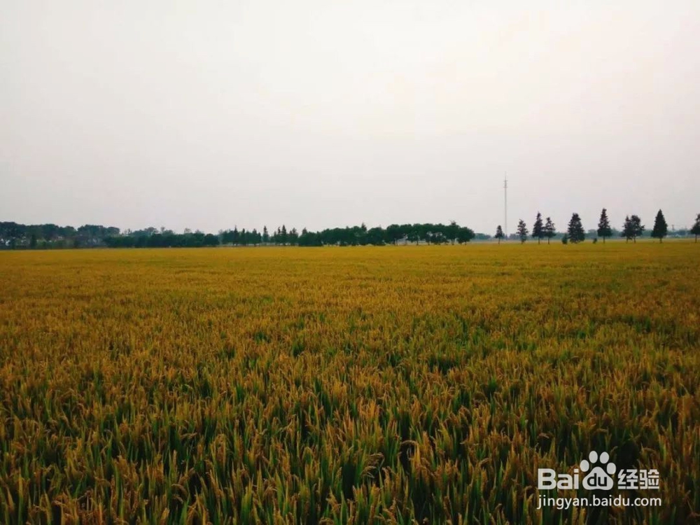 秋色渐浓,在香村遇见金色周庄