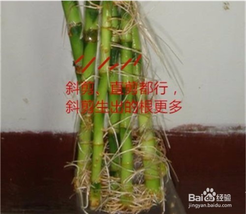 富贵竹长太高了怎么办