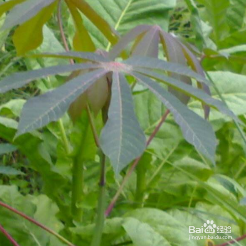 花叶木薯的养殖方法和病虫害预防