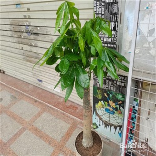 发财树根腐烂最快的处理方法