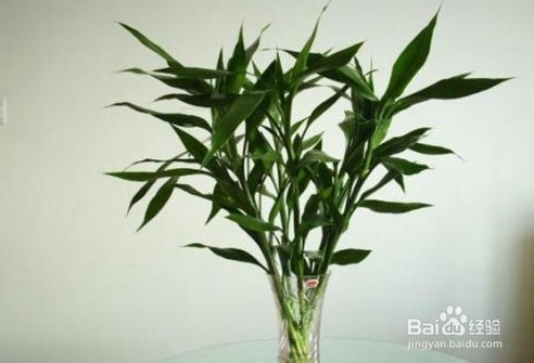 富贵竹怎么料理