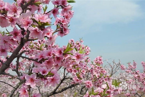 重庆赏花地图最全攻略必收藏-莫辜负这大好春光