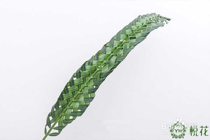 插花入门，散尾葵的5种创意修剪方式