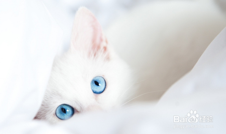 关于养猫的法则，你到底又知道多少呢？