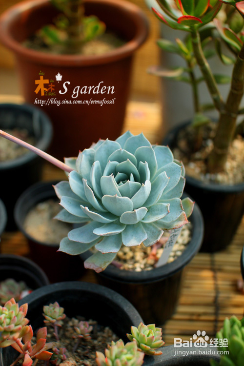 植物摄影小窍门+皮神山大王记