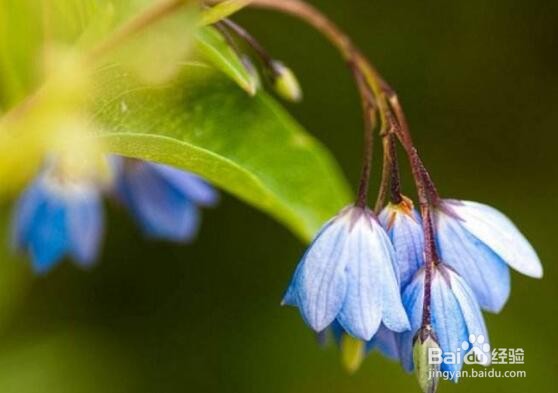 风铃花蔫了怎么办